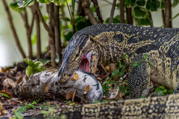 Lizard (Water monitor or Asian water monitor) is a large lizard is type reptile eating a fish at nature outdoor park