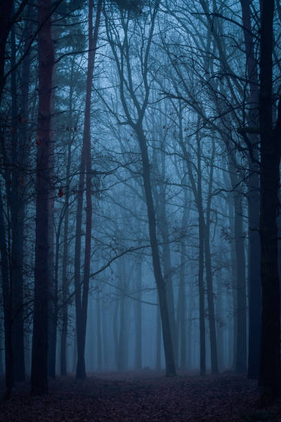 istock Foggy dawn in the wood 652602454