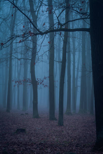 istock Foggy dawn in the wood 652602538