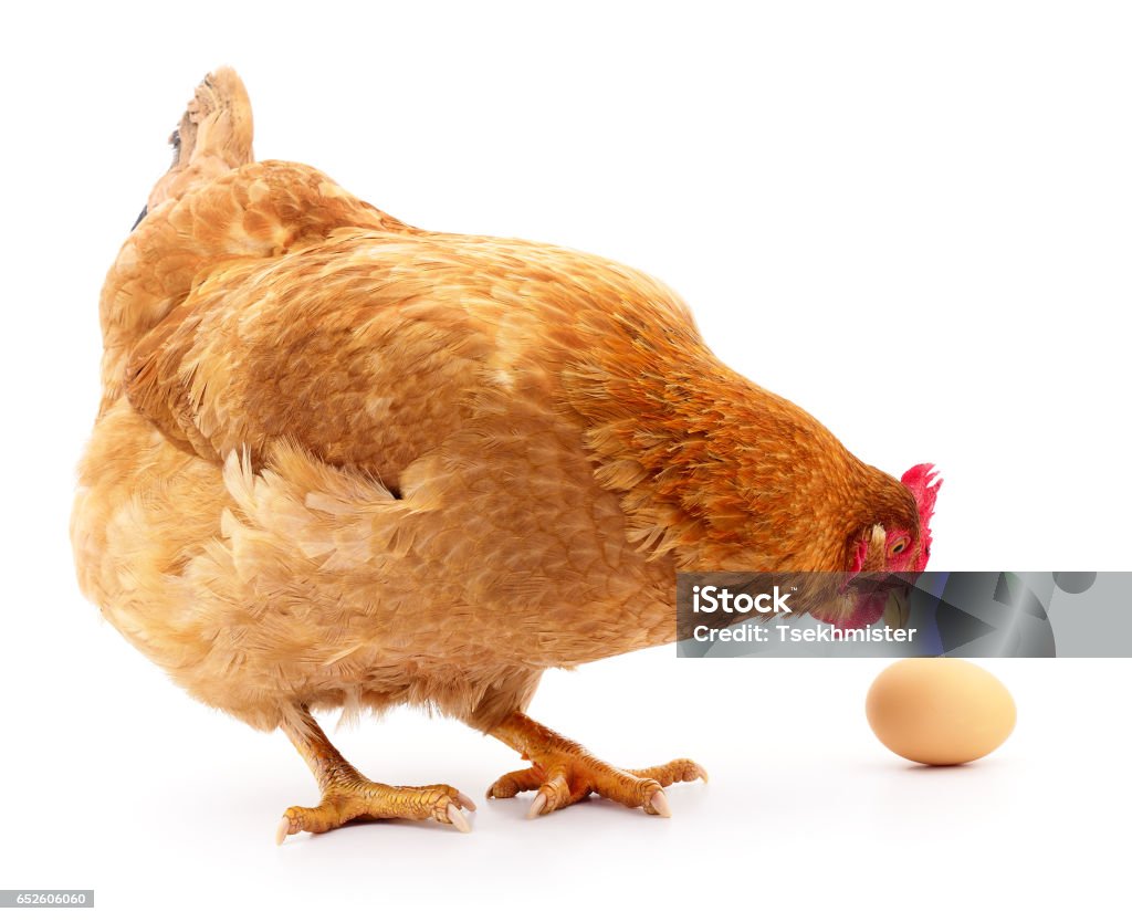 Uovo di gallina e  - Foto stock royalty-free di Gallina