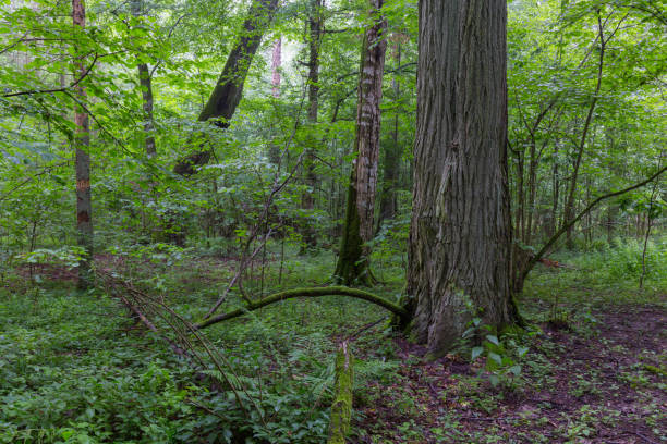 istock Natural deciduous stand of Bialowieza Forest 652611816