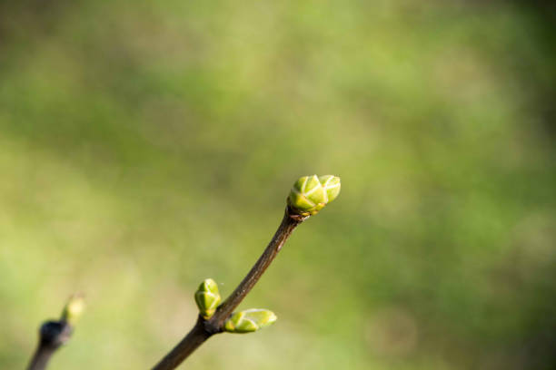 istock New flowerred trees in the park in spring. 652613540