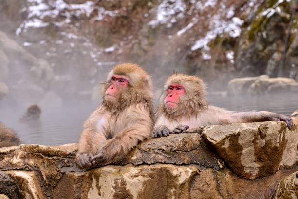 monkeys bathing in hot springs - jigokudani imagens e fotografias de stock
