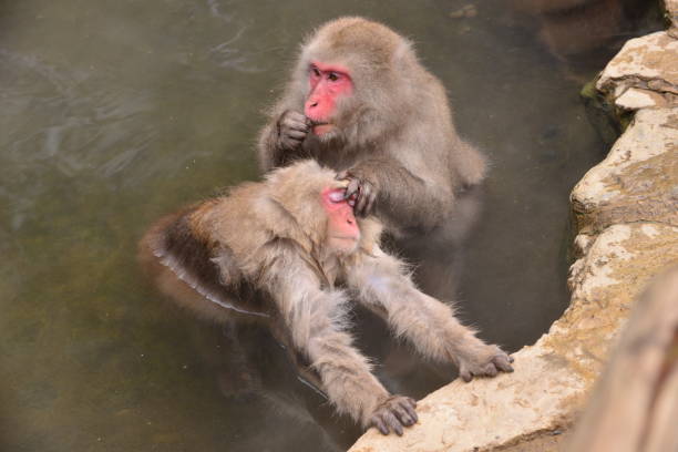 istock Monkeys Bathing in Hot Springs 652616338