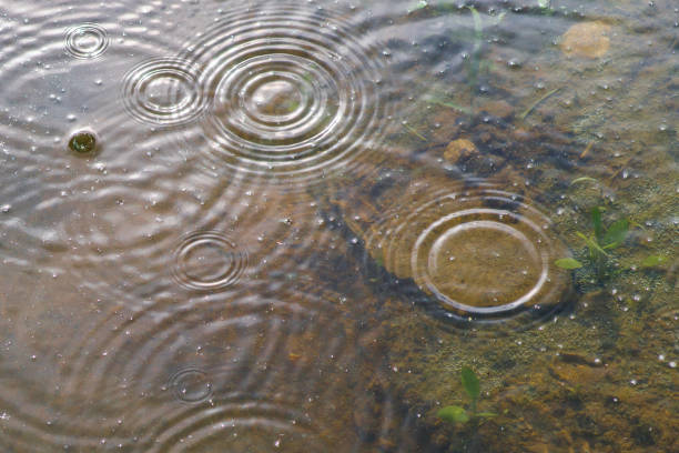 Black and white image of raindrops breaking the surface of the Des Plaines River in Northern Illinois as a few reeds of grass stand tall through the water.