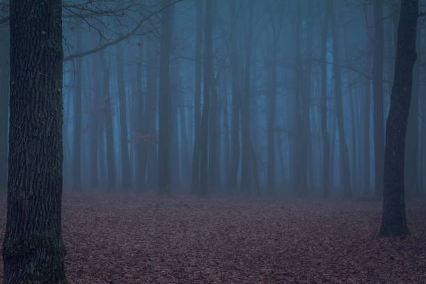 istock Foggy dawn in the wood 652619778