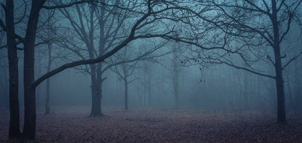 istock Foggy dawn in the wood 652620340