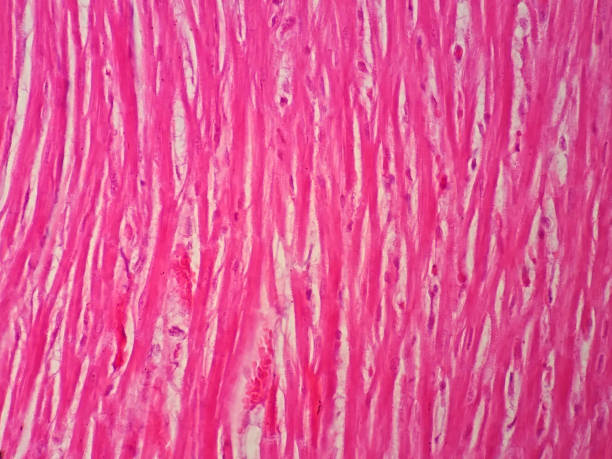 istock Histology of human cardiac muscle under microscope view 652620478