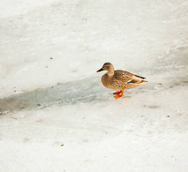 istock Wild duck at frozen lake 652621008