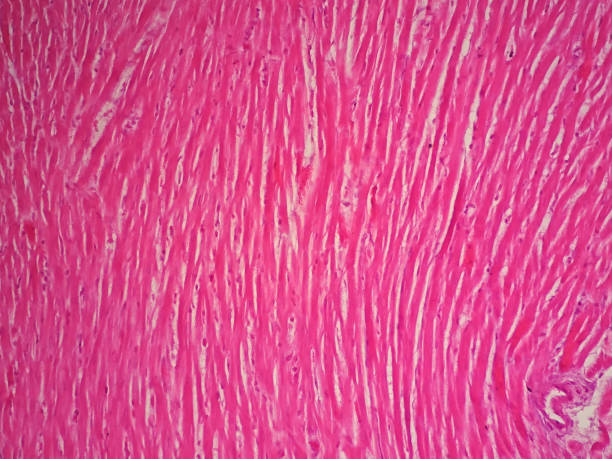 istock Histology of human cardiac muscle under microscope view 652622274