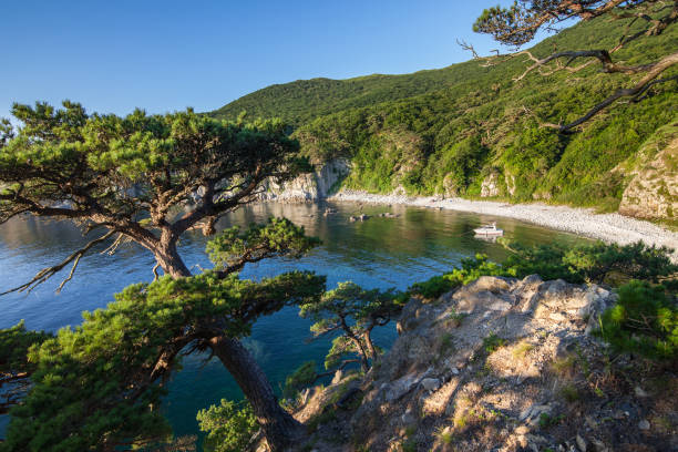 istock Pine-tree on a rock at the sea 652625208