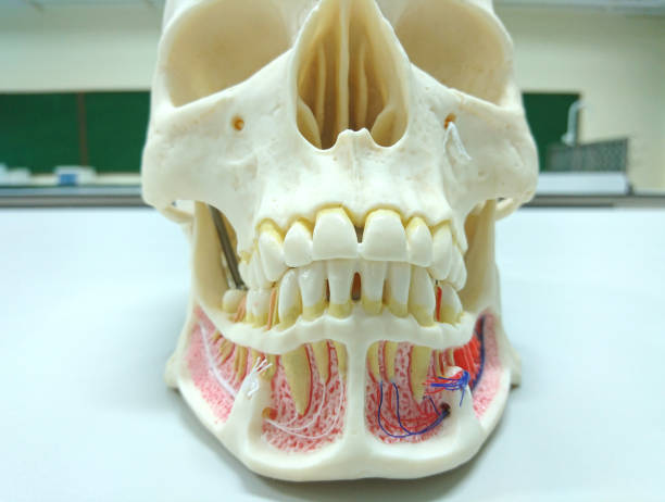 istock Closeup dental tooth model 652627858