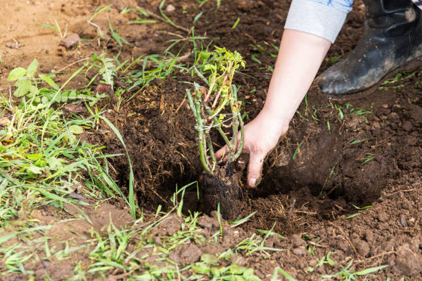 istock Woman planting a rose 652627860
