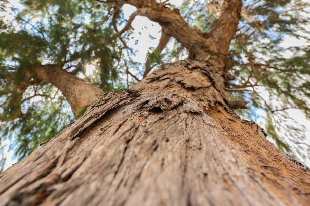 istock Close up trunk of pine Tree, bark texture 652628628