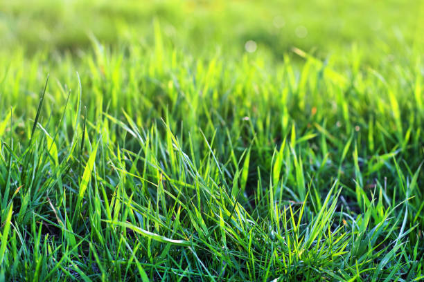 istock Fresh natural green grass on sunshine, closeup. spring summer background. 652631868