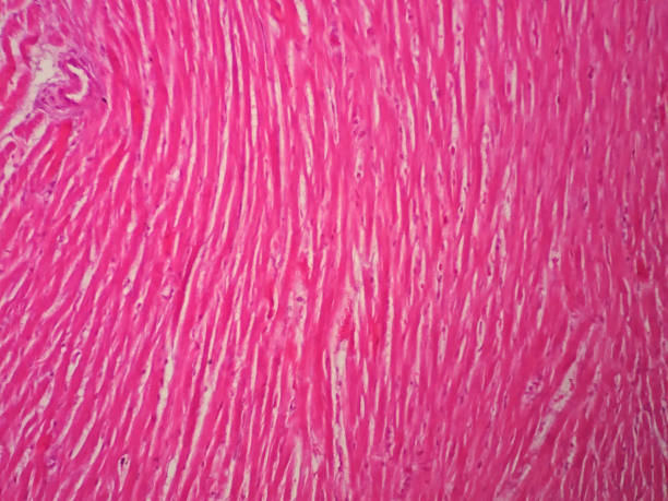 istock Histology of human cardiac muscle under microscope view 652636266