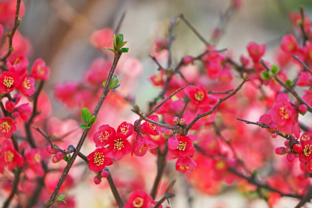 istock Chaenomeles speciosa 652639650