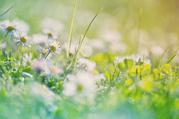 istock Field of daisy flowers 652641000