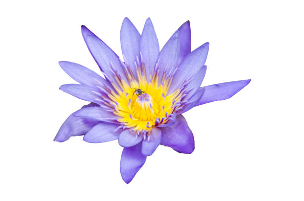 istock Lotus isolated on a white background 652641350