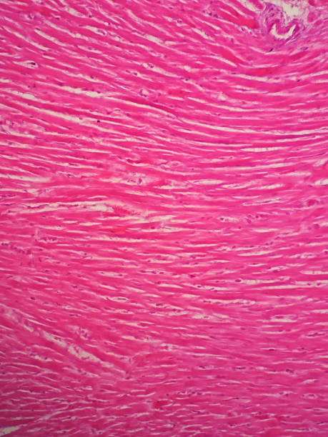 istock Histology of human cardiac muscle under microscope view 652643698