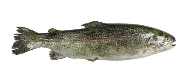 Trout isolated on white background Side view of whole salmon trout asa animal stock pictures, royalty-free photos & images