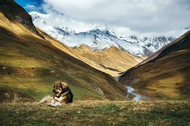 perro contra shkhara montaña y el río enguri. ushguli, georgia - valley georgia river mountain fotografías e imágenes de stock