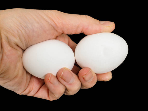 Closeup of a male hand, with a pair of white chicken eggs
