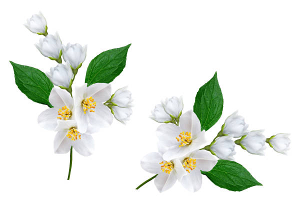 istock branch of jasmine flowers 652651648