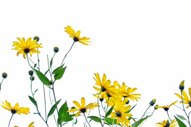 istock Autumn beautiful colorful dahlia flowers 652651826