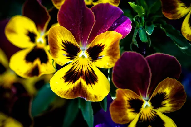Closeup view of colorful pansy - viola tricolor â flower in springtime. Decorative plant on a flowerbed. Joy and beauty of spring season.