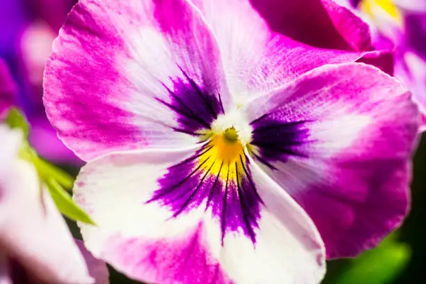 Closeup view of colorful pansy - viola tricolor â flower in springtime. Decorative plant on a flowerbed. Joy and beauty of spring season.
