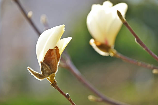 istock Magnolia quinquepeta 652652974