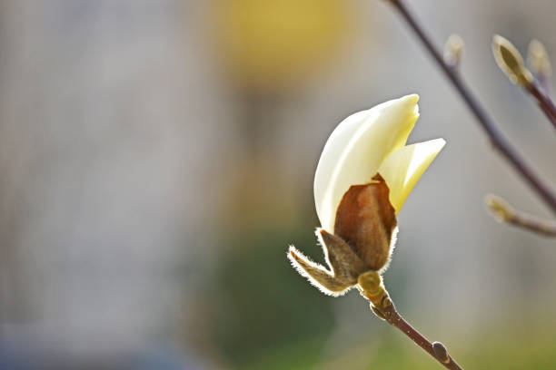 istock Magnolia quinquepeta 652653022