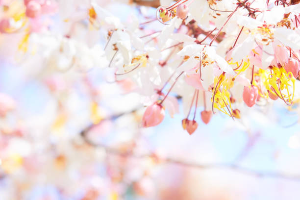 Flower, pink and blue pastel background