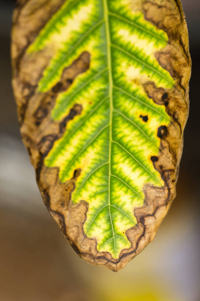 istock green leaves in close up nature background 652663690