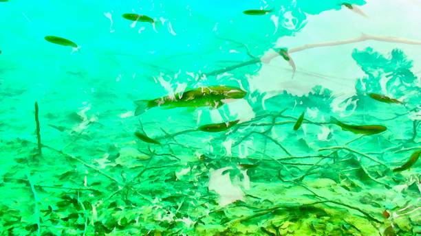 istock watercolor painting. small fish in the mountain stream river. 652667344