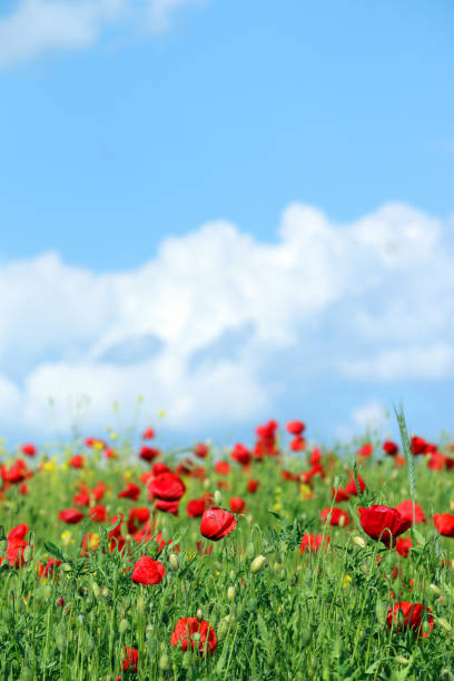istock red poppies flowers and blue sky with clouds 652667604