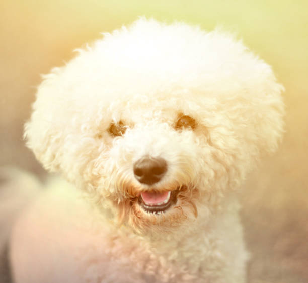 Bichon frieze portrait