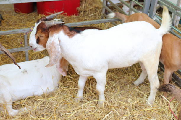 istock Many white goats are on the farm. 652671318