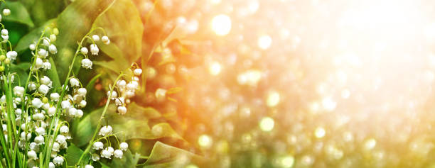 flowers lily of the valley