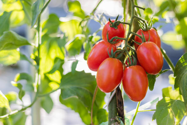 istock Close up red cherry tomato growing in field plant. 652681096