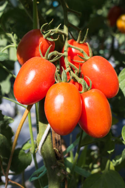 istock Close up red cherry tomato growing in field plant. 652681256