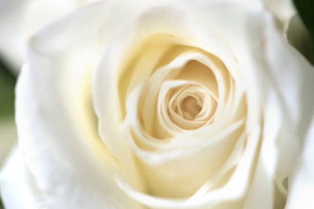 istock Blur focus of vintage white blossom roses 652685276