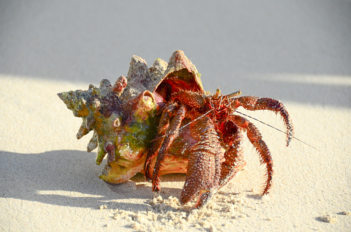 Hermit crab walking on the beach