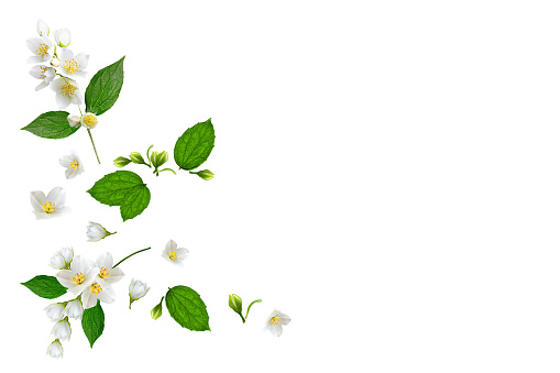 branch of jasmine flowers isolated on white background. Flat lay, top view.