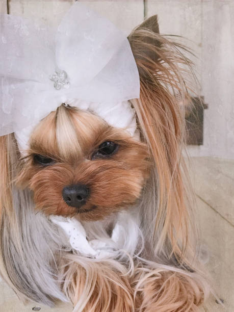 istock Yorkie Bride Portrait 652688902