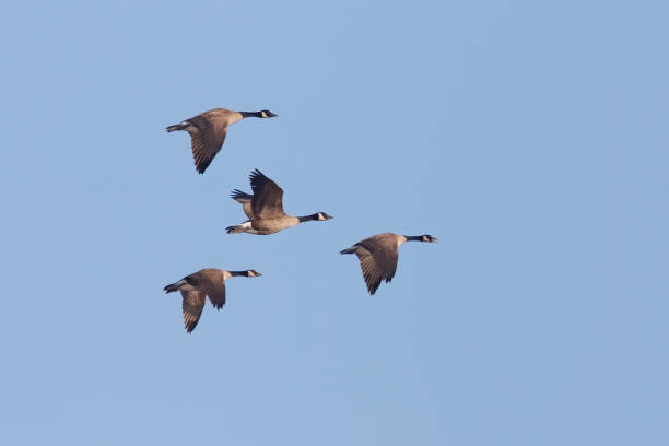istock Group of Canada Geese Migrating in Spring - Ontario, Canada 652689586