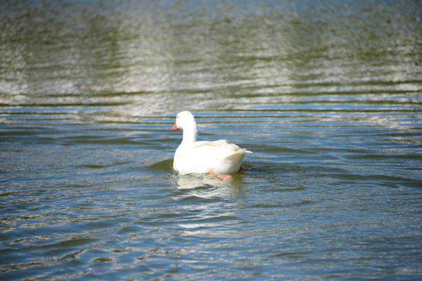 istock Goose - Geese on the Mediterranean in Spain 652690126