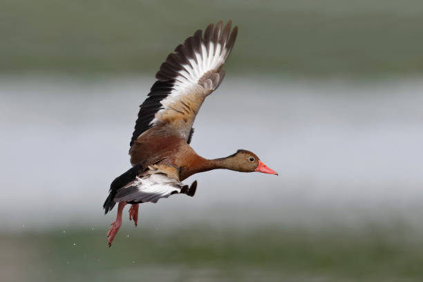 istock Black-bellied Whistling Duck taking off in flight - Panama 652696298