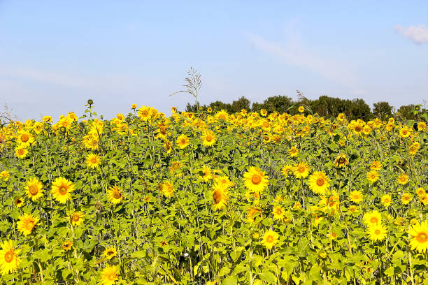 istock field of sunflowers 652697162